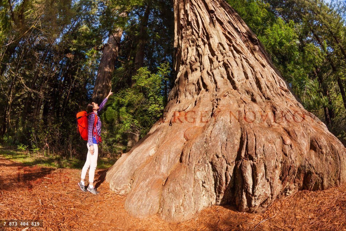 Woman pointing at big tree in Redwood California