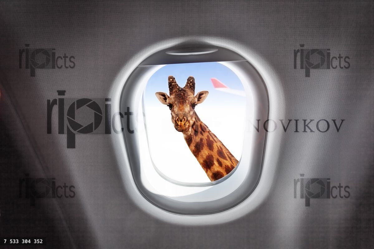 Giraffe looking through a plane's window
