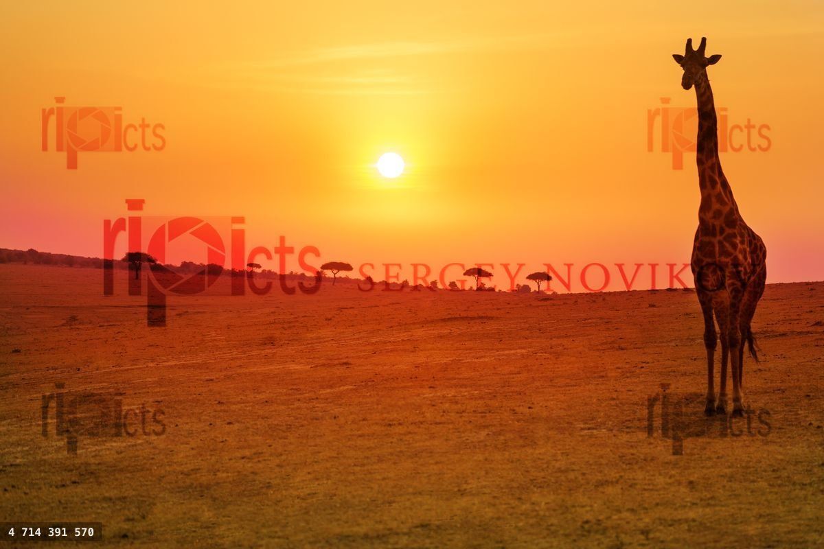 Giraffe and sunset over Kenyan savannah field