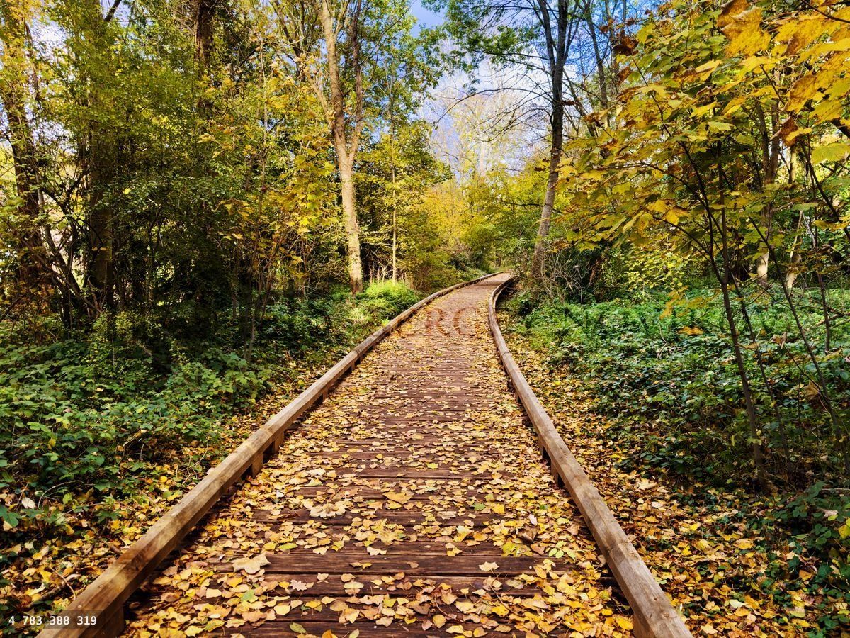 Wooden pathway in the forest covered with autumn leaves