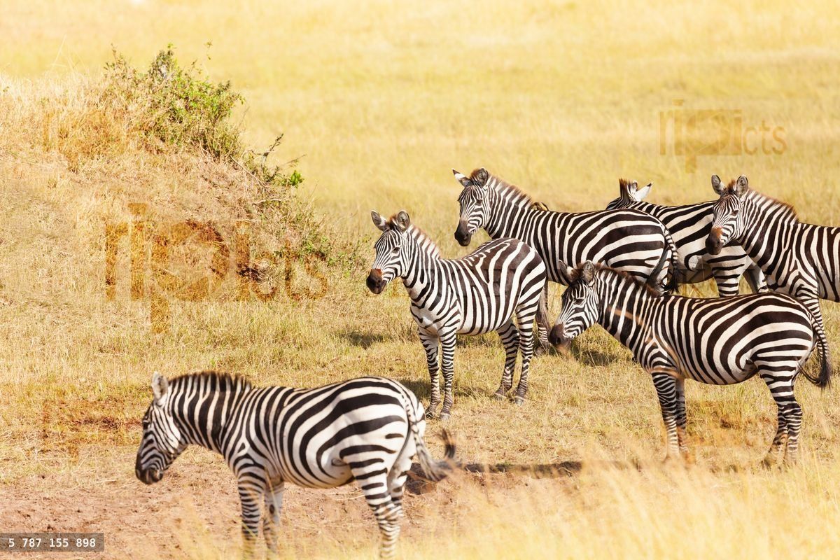 Zebra's grazing on grassland in Amboseli, Africa