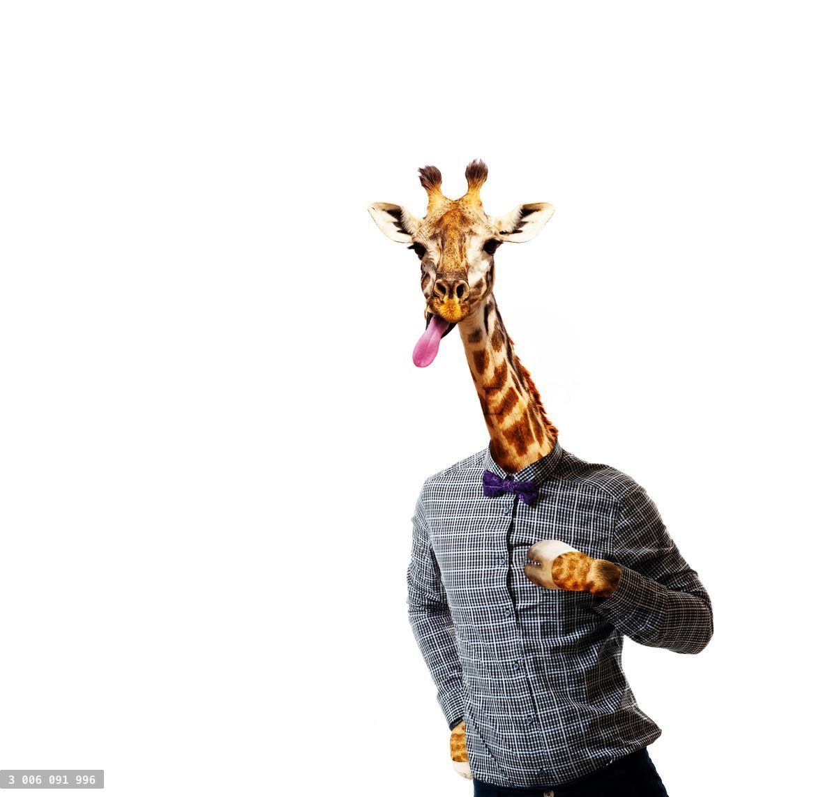 Giraffe in shirt of a man with stuck out tongue