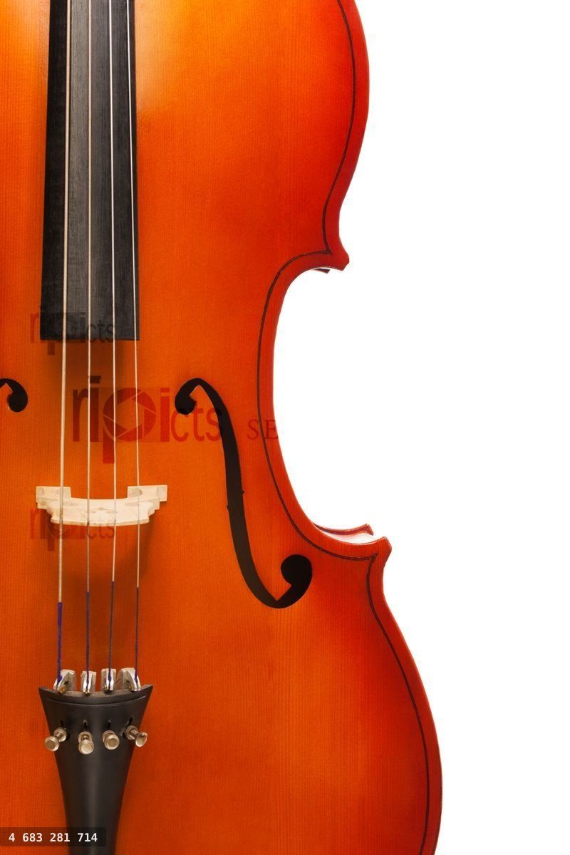 Fragment view of cello body with bridge, F holes