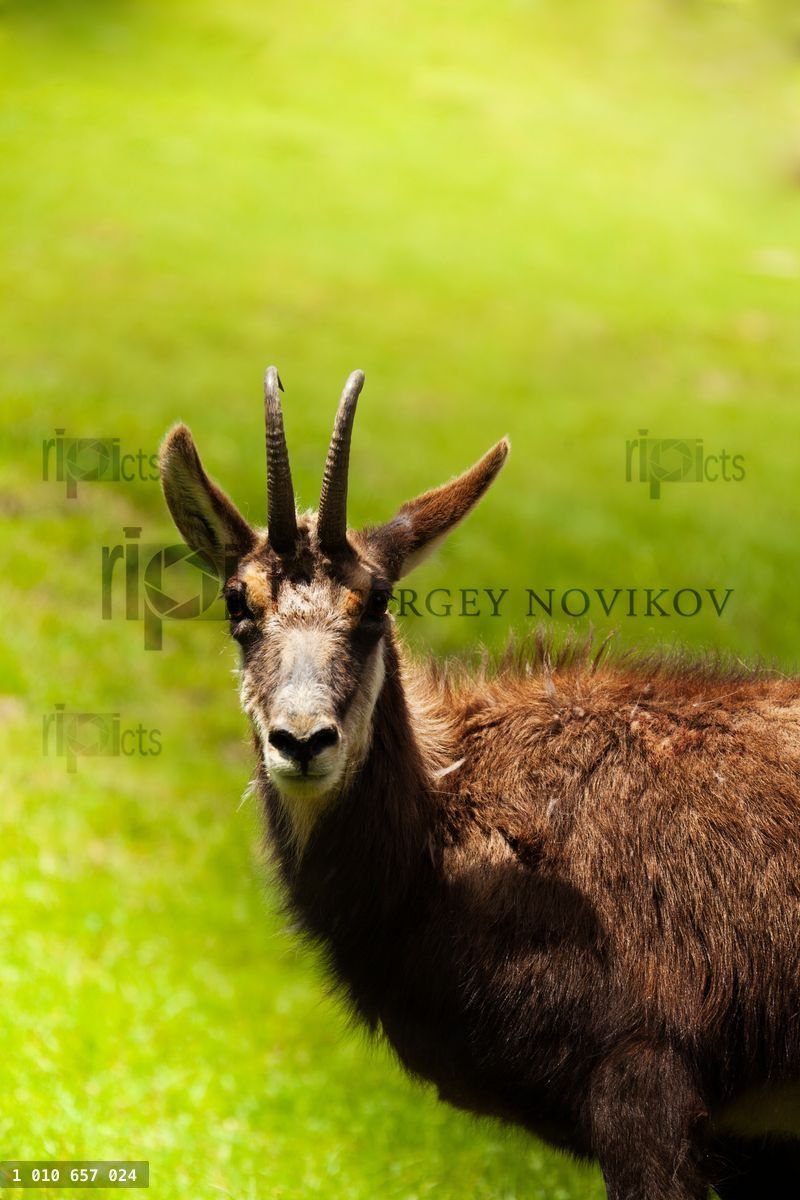 Gazelle in the pasture