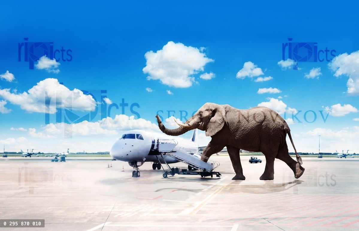 Big elephant oversized passenger board plane image