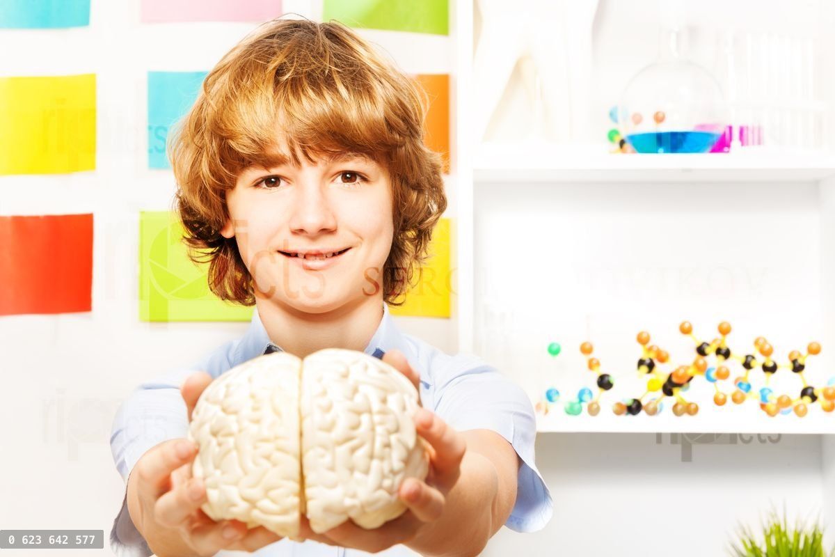 Young boy holding cerebrum model at the classroom
