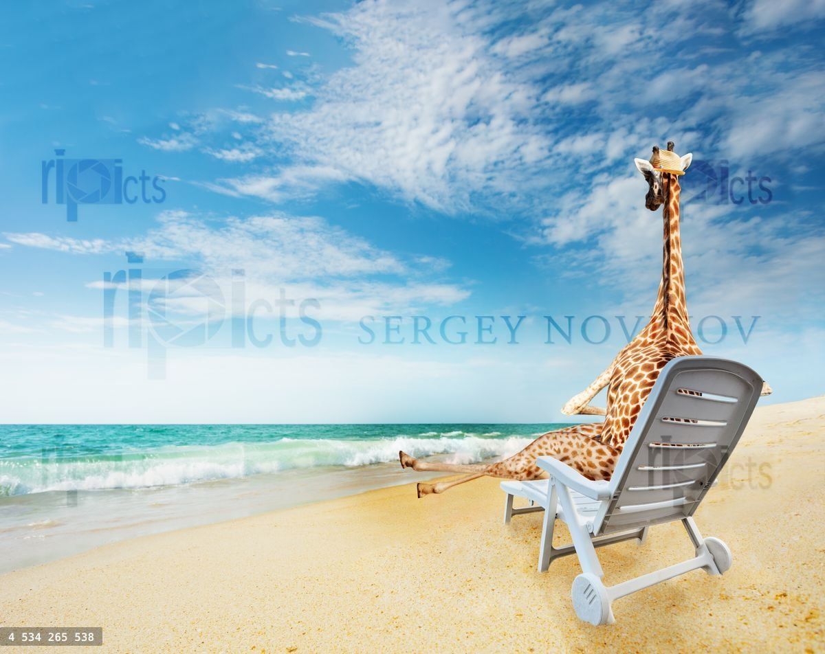Giraffe enjoys seaside sunbathing, unusual travel concept