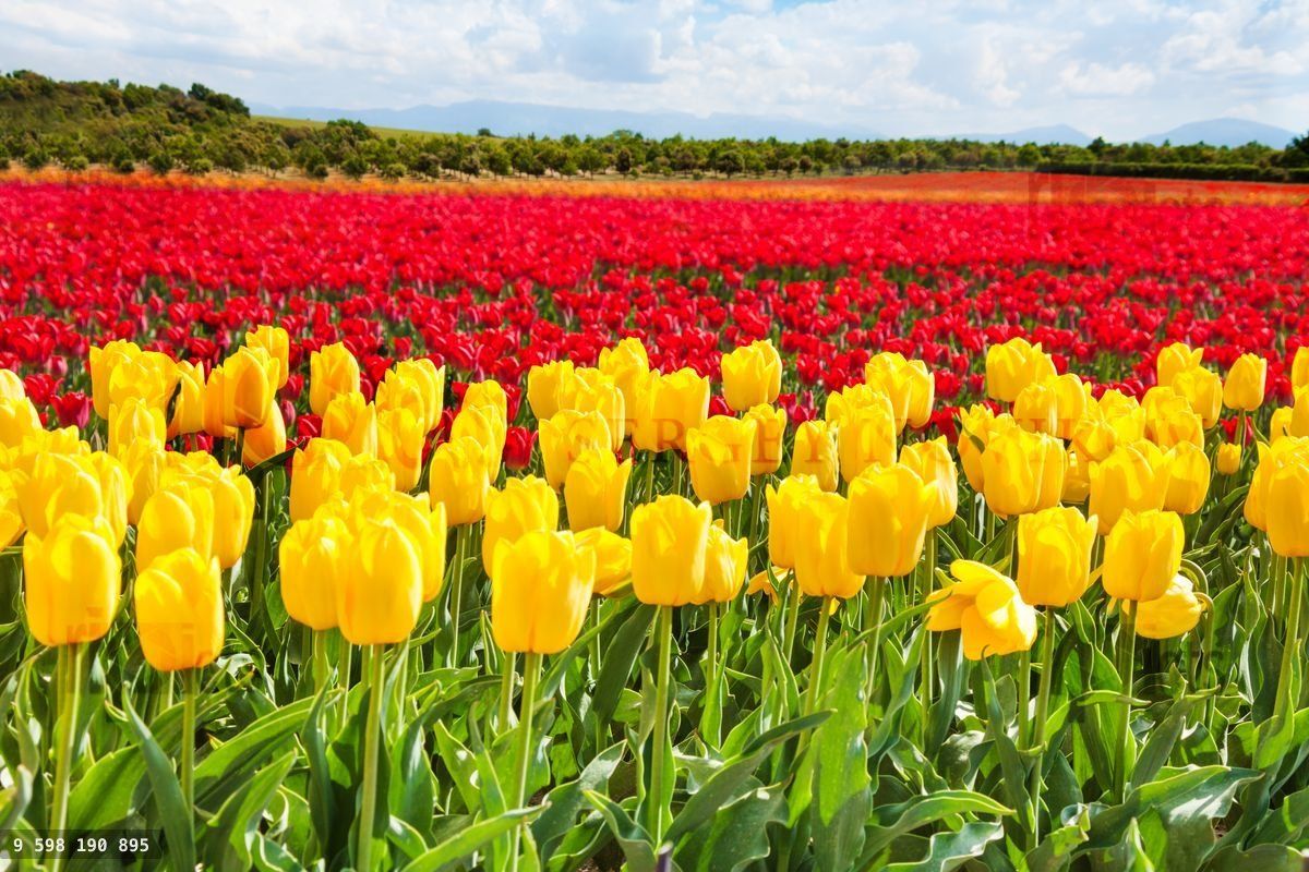 Yellow and red tulips during sunny day in summer